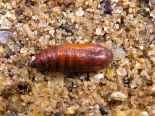 Hemingford Grey, larva collected 11th April 2020. (3 of 3).