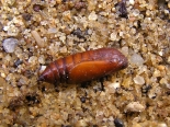 Hemingford Grey, larva collected 11th April 2020. (2 of 3).
