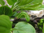 Hemingford Grey, larva Rhamnus, late April 2020.