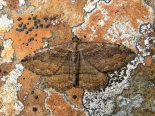 Hemingford Grey, ex larva Rhamnus 1st May 2020- Male