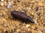 Hemingford Grey, ex larva Rhamnus, 1st May 2020. Male.