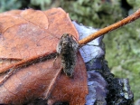 ex larva Monks Wood NNR, May 2007.