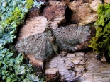 ex larva Monks Wood, April 2008