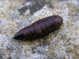 Hemingford Grey, as larva 7th April 2020