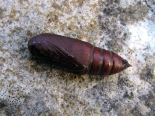 Hemingford Grey. pupa May 2020., ex larvae collected 7th April.