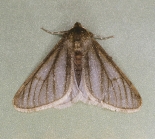 f. monacharia