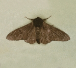 f. carbonaria