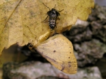 ex larva Monks Wood NNR, May 2007. Em Nov.