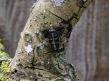 Flightless female. ex larva CEH Monks Wood, May 2007 (em. 22nd Feb. 2008).