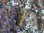 Ex larva (Blackthorn, April 2021), Hemingford Abbots. Flightless female.