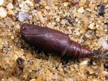 Hemingford Grey, ex larva Rhamnus, 1st May 2020. Female.