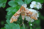 Lime Hawk-moth ab. brunnea