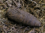 Hemingford Grey, as larva on Aspen, Sept 2012.
