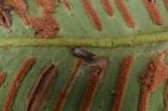 Newly emerged moth with sorus clumps where larva pupated