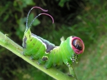 Hemingford Grey, 5th instar larva, ex Aspen suckers Aug 2015. Threatening display.