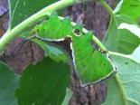 Hemingford Grey, 5th instar larva, ex Aspen suckers Aug 2015.