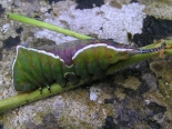 Hemingford Grey, ex Aspen suckers Aug 2015. 5th instar in prepupal colours.