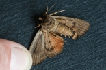 Seghill, Northumberland - showing underwing