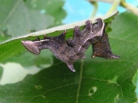 Hemingford Grey, larva ex Aspen suckers Aug 2015. 4th instar.