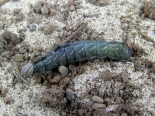 Hemingford Grey, larva ex Aspen suckers Aug 2015. Prepupal lava.