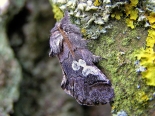 ex larva Monks Wood NNR, May 2007. (e.m 05/10)
