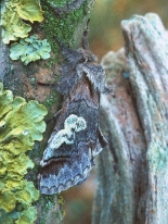 ex larva, Monks Wood NNR, May 2003.
