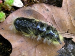 ex female, Hemingford Grey, 7th Aug 2020. Light trap. Female pupa 31-05-2021.