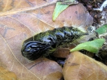 ex female, Hemingford Grey, 7th Aug 2020. Light trap. Male pupa 31-05-2021.