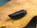 Hemingford Grey, ex larva by pond: 20-09-2022. 2 of 3.