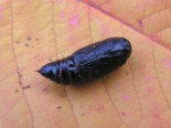 Hemingford Grey, ex larva by pond: 20-09-2022. 1 of 3.