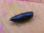 Hemingford Grey, ex larva by pond: 20-09-2022. 3 of 3.