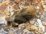 ex larva April 2020, Hemingford Grey,. 