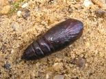 as larva, Hemingford Grey, April 2020.