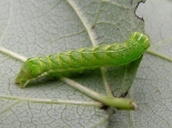 Hemingford Grey, 4th instar larva, ex Aspen suckers Aug 2015.