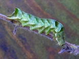 Hemingford Grey, 5th instar larva, ex Aspen suckers Aug 2015.