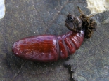 Hemingford Grey, ex larva Aspen suckers Aug 2015. Pupa - male.