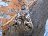 Hemingford Grey, ex larvae Aug/Sept 2019.  Spreading wings 02/06.