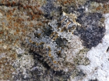 Hemingford Grey, ex larva collected 21st July 2018