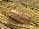 Monks Wood