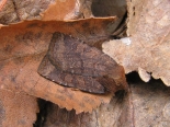 Hemingford Grey. Ex larva Populus nigra var italica coll. 04-2021.