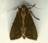 f. aethiops