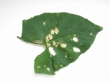 Windows in Bindweed leaf as a result of larva feeding