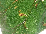 Leaf mine on Oak