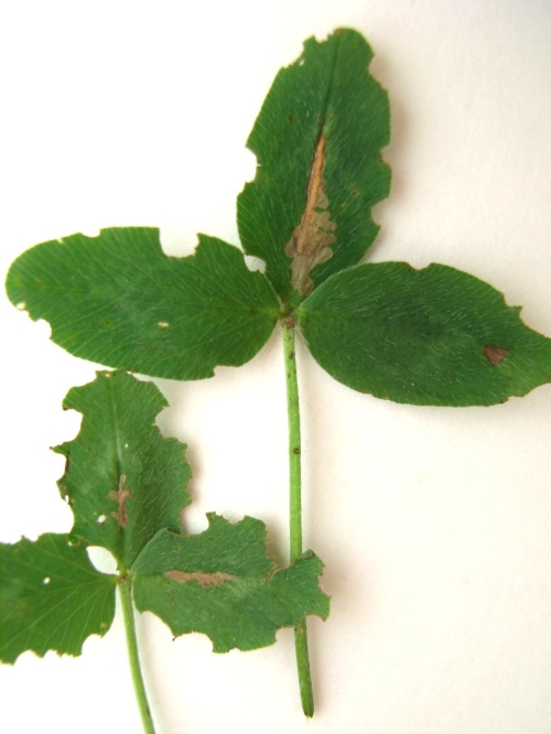 Mines on Red Clover leaves