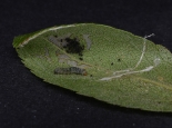 Larva disturbed from leaf fold on Blackthorn