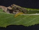 Larva disturbed from leaf fold on Blackthorn. Note the four tranversely placed black dots.