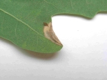 Leaf mine on Oak with pupal case in corner