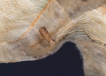 Phyllonorycter platani pupal case extruded from mine