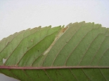 Leaf mone on Cherry - underside 