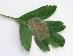 Leaf mine of Phyllonorycter corylifoliella on Hawthorn